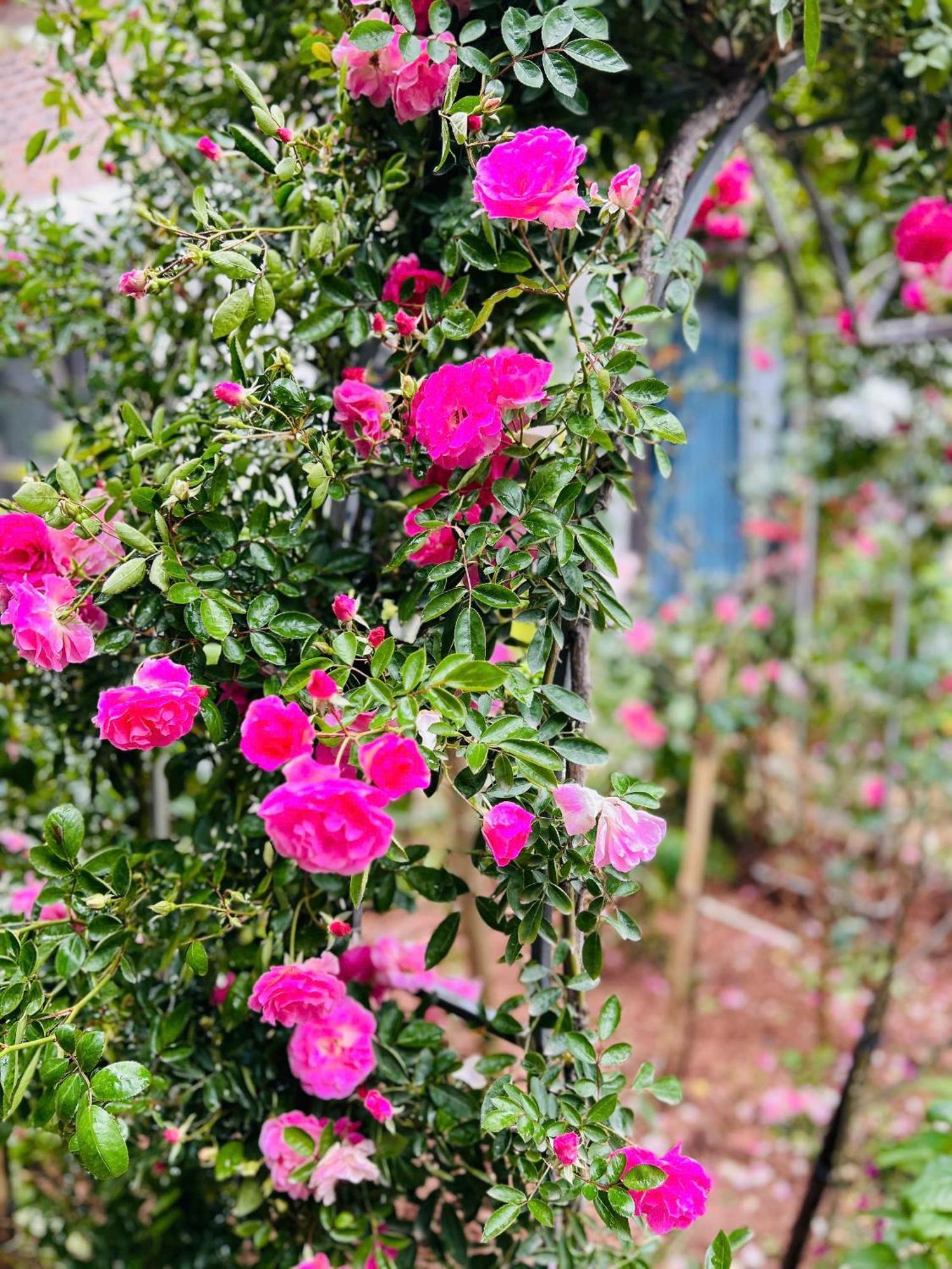 Hotel Tam Coc Boutique Garden Ninh Binh Esterno foto